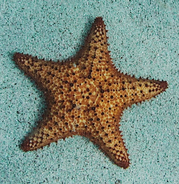 Lone Starfish